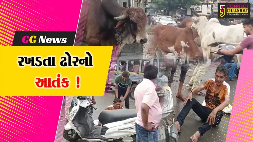 Stray Cattle Bharuch