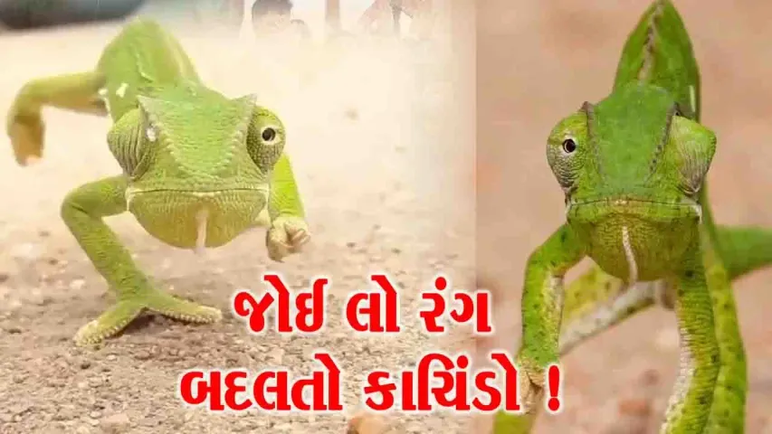 સમાચાર 