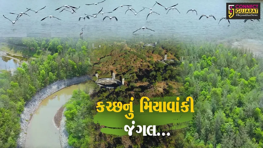 Kutch miyavanki