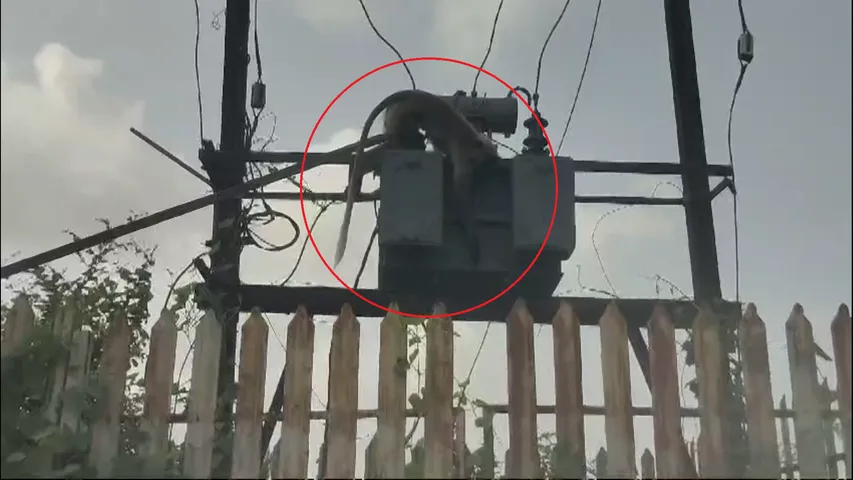 Monkey
