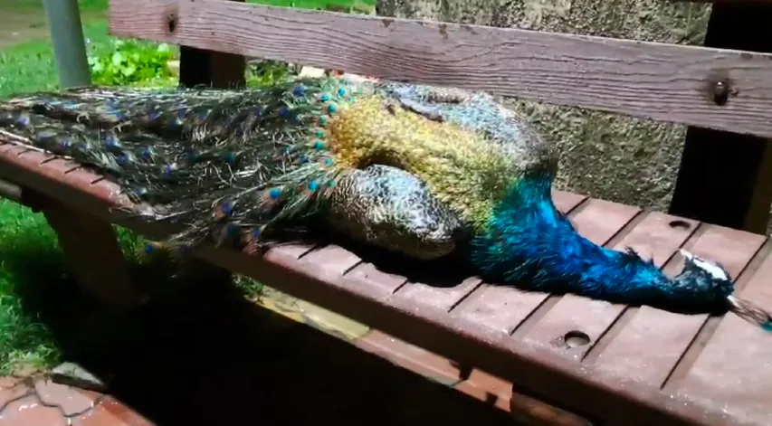 Peacock