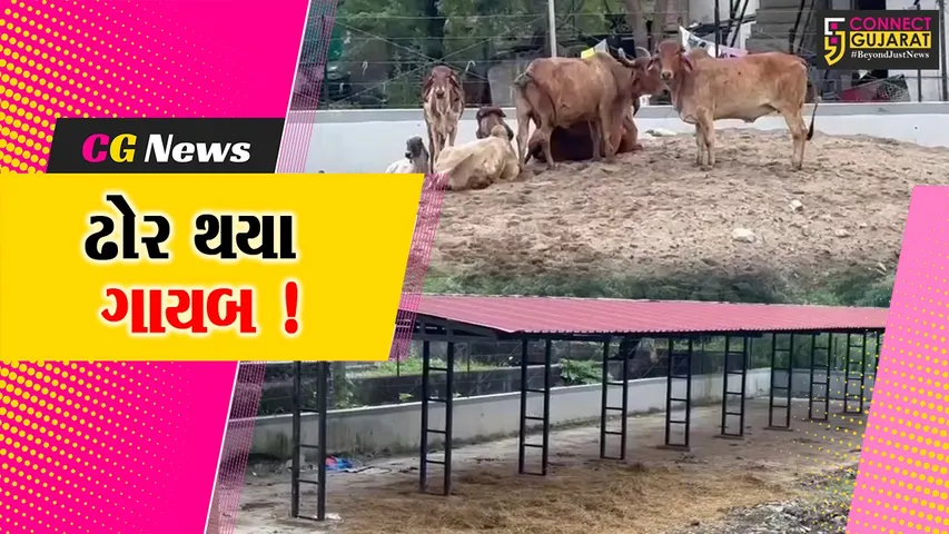 Ankleshwar Stray Cattle