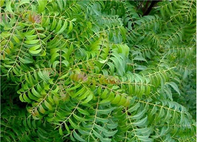 નીં 