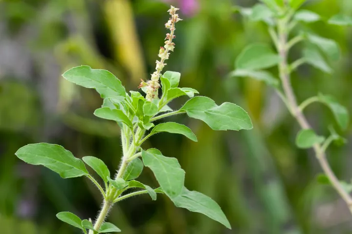 tulsi