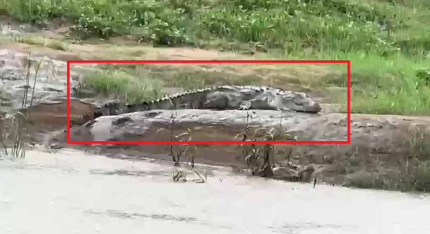 Crocodile