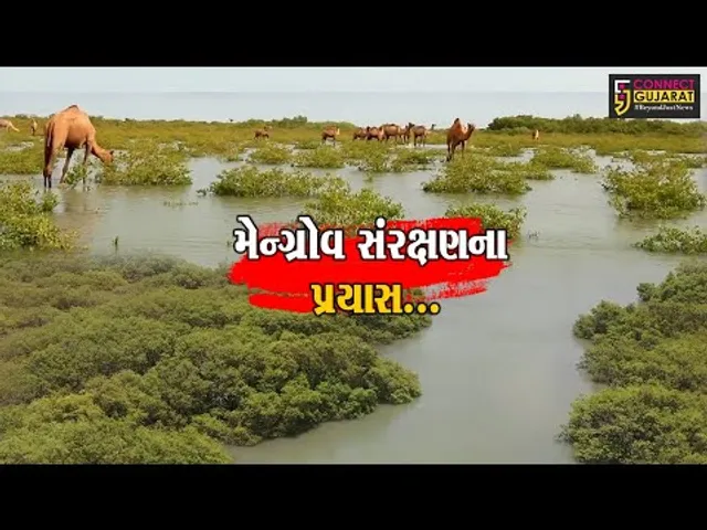 મેન્ગ્રોવ સંરક્ષણમાં ગુજરાત “અગ્રેસર” : ગુજરાત રાજ્યમાં મેન્ગ્રોવ કવર 1,175 ચો.મી. સુધી વિસ્તર્યું..