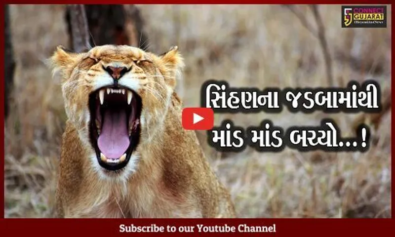 જુનાગઢ : ખેતમજૂર પર 2 સિંહણો ત્રાટકી, ધક્કો મારી નાસી જતાં માંડ માંડ બચ્યો..!