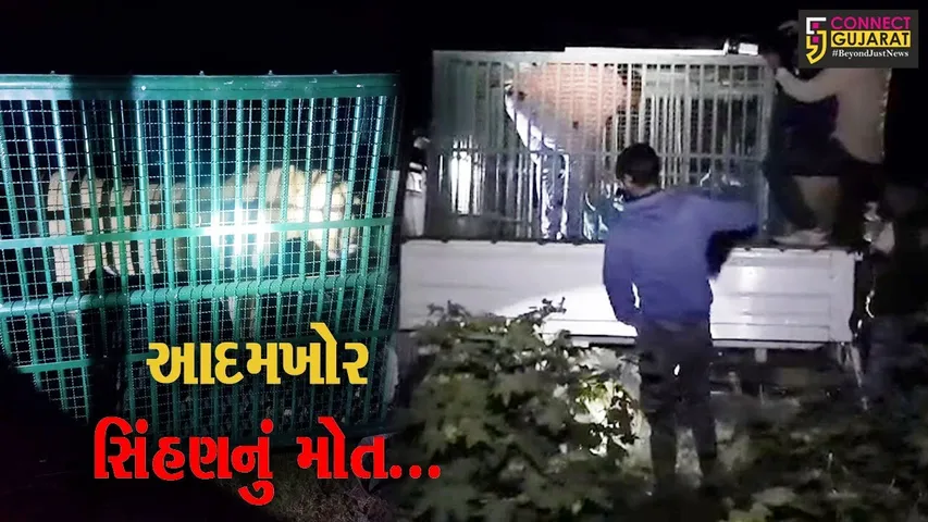 અમરેલી : વાવેરા ગામે 3 લોકો પર જીવલેણ હુમલો કરનાર સિંહણનું સારવાર દરમ્યાન મોત...