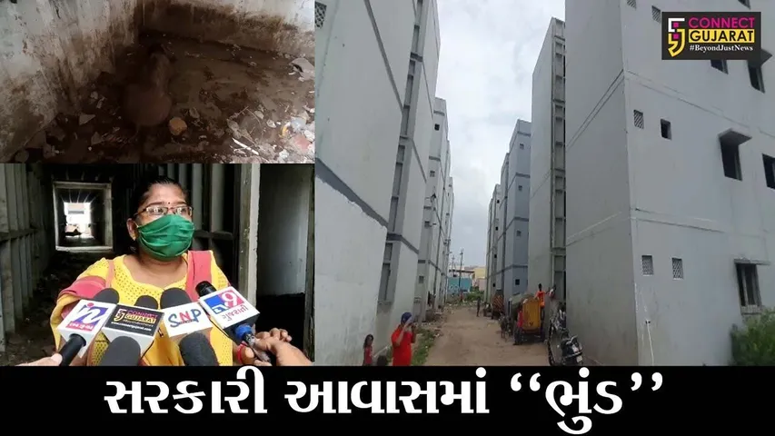 ભરૂચ : રાજીવ આવાસના મકાનોમાં ભુંડોનો "આવાસ", આંગણવાડીની સામે જ ગોરખધંધા