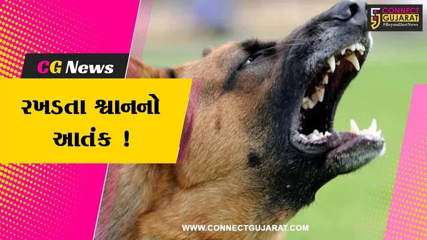 ભરૂચ: રખડતા શ્વાનનો આતંક બે કાબૂ, એક જ મહિનામાં ડોગ બાઇટના 705 કેસ નોંધાયા