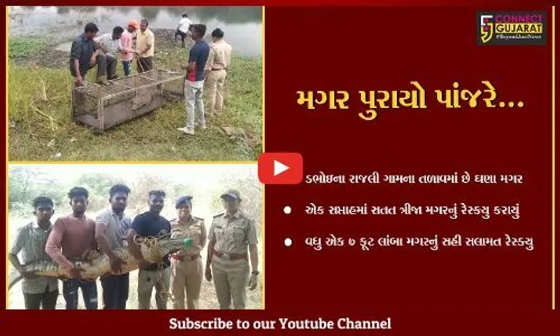 વડોદરા : ડભોઇના રાજલી ગામ તળાવમાંથી એક જ સપ્તાહમાં સતત ત્રીજા મગરનું રેસ્ક્યુ…