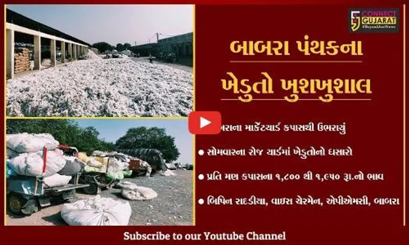 અમરેલી : બાબરા માર્કેટીંગ યાર્ડમાં એક જ દિવસમાં 22 હજાર મણ કપાસની આવક