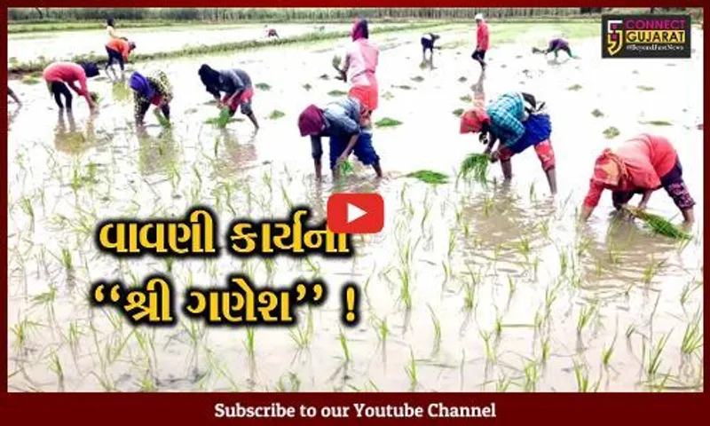 અંકલેશ્વર: ખેતીલાયક વરસાદ વરસતા ધરતીપુત્રોએ વાવણીકાર્યના કર્યા શ્રી ગણેશ, ડાંગર અને કપાસનું વ્યાપક વાવેતર