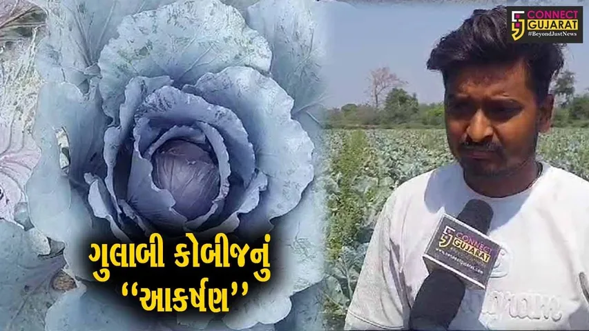 અંકલેશ્વર : પ્રથમવાર જૂના બોરભાઠા બેટના યુવાન ખેડૂતે પ્રાયોગિક ધોરણે કરી ગુલાબી કોબીજના છોડની વાવણી...