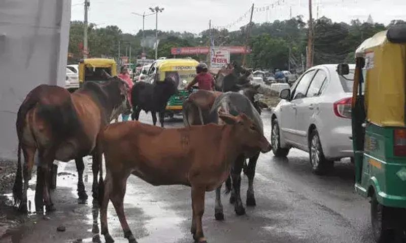 ભરૂચ: ઝઘડીયાના સારસા નજીક રેતી ભરેલ ટ્રકે અડફેટે લેતા 10 ગાય ઇજાગ્રસ્ત
