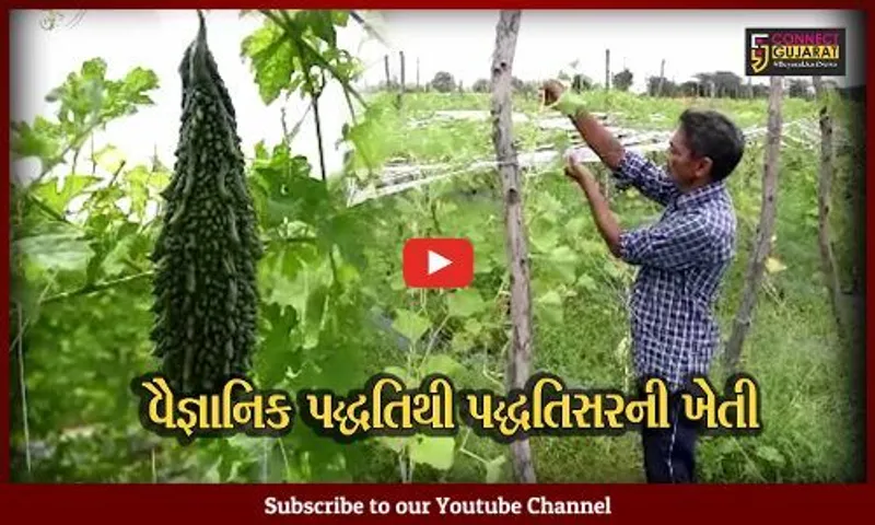 સાબરકાંઠા : માંડવા પદ્ધતિથી પોગલુ ગામના ખેડૂતે કરી બતાવી વેલાવાળી શાકભાજીની ખેતી...