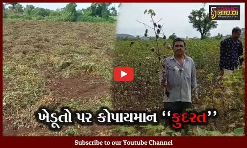 અમરેલી : પાછોતરા વરસાદથી મગફળીના પાકને વ્યાપક નુકશાન, વળતર ચૂકવાય તેવી ખેડૂતોને આશ