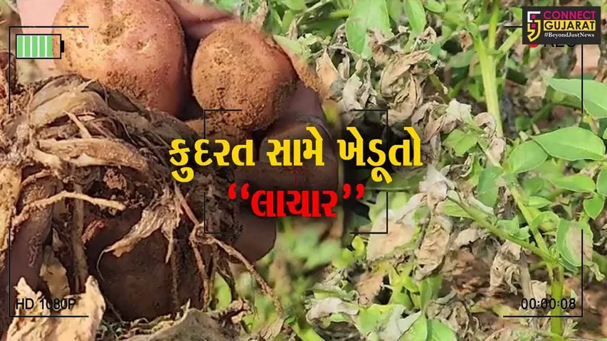 સાબરકાંઠા : હિંમતનગરમાં બટાકાના પાકમાં આવ્યો “સુકારો” નામનો રોગ, ધરતીપુત્રોની હાલત કફોડી…