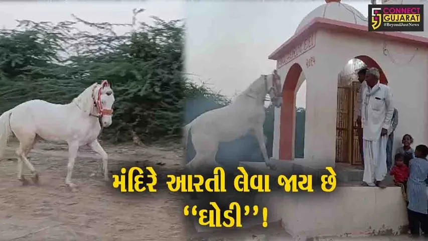 પાટણ: રાધનપુર તાલુકાના પેદાશપુરા ગામ ખાતે અનોખા દર્શન જોવા મળ્યા, મંદિરે આરતી લેવા જાય છે ઘોડી