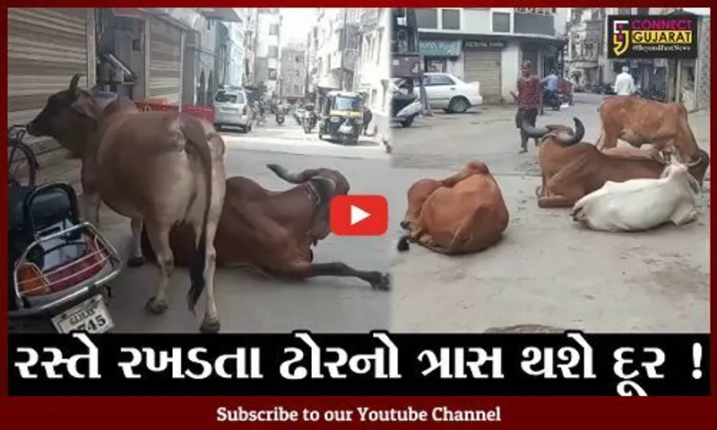 જુનાગઢ: રસ્તે રખડતા ઢોરના કારણે અકસ્માત થશે તો માલિક સામે ગુનો નોંધાશે