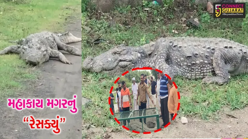 વડોદરા : ન્યુ VIP રોડ પરથી 12 ફૂટ લાંબા મગરનું રેસક્યું કરાયું, વન વિભાગે સલામત સ્થળે મુક્ત કર્યો...