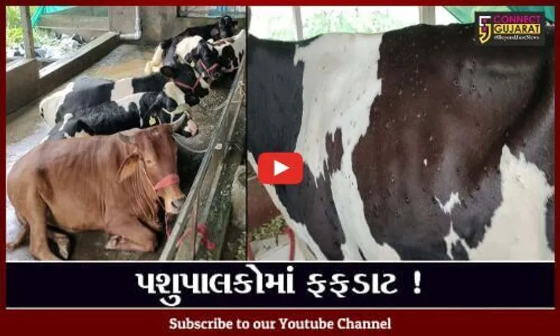 નવસારી: દુધાળા પશુઓમાં લમ્પી સ્કીન ડીસીઝનો આતંક, પશુપાલકોમાં ફફડાટ