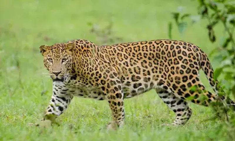 સાબરકાંઠા : હિંમતનગરના રૂપાલ ગામે દીપડાએ કર્યું વાછરડીનું મારણ, એક વર્ષમાં ત્રીજો બનાવ…
