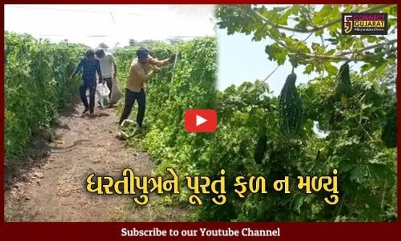 અમરેલી : ખાંભા ગીરના ધાવડીયામાં ઓર્ગેનિક કારેલાની ખેતી કરતા ઓછા ભાવ મળ્યા, ખેડૂતમાં નિરાશા વ્યાપી