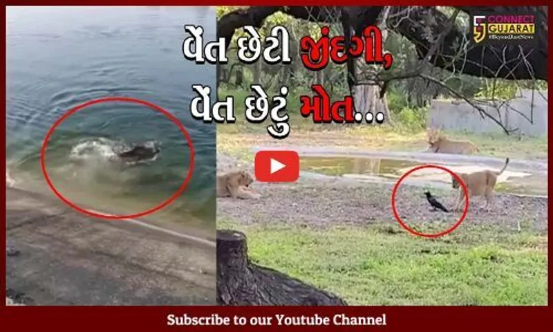 કાગડાને મળ્યુ મોત તો ભુંડને મળી નવી જીંદગી, રાજયમાં બની જીવ સટોસટની બે ઘટના