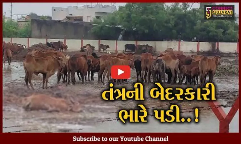 ભાવનગર : અખિલેશ સર્કલ ખાતે ઢોર ડબ્બામાં ગૌવંશની હાલત કફોડી, 25 ગૌવંશના મૃત્યુ છતાં તંત્ર ઘોર નિંદ્રામાં