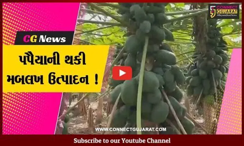 સાબરકાંઠા: પ્રગતિશીલ ખેડૂતે પપૈયાની કરી ખેતી,મબલખ ઉત્પાદન મેળવ્યુ
