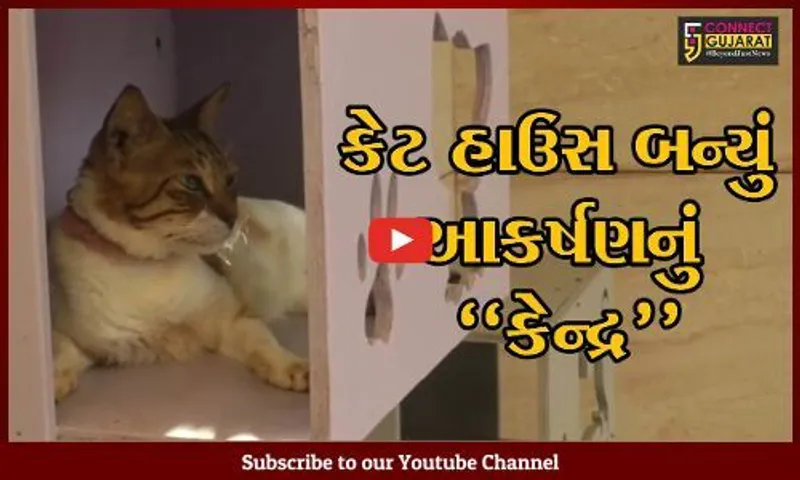 કચ્છ : જીવદયા પ્રેમીએ બનાવ્યું અનોખું "કેટ હાઉસ", ગાંધી ધામવાસીઓમાં જમાવ્યું આકર્ષણ