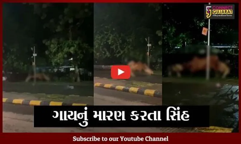 જુનાગઢ : ભવનાથ વિસ્તારમાં ગાયનું મારણ કરતા 2 સિંહનો LIVE વિડિયો થયો વાઇરલ..!