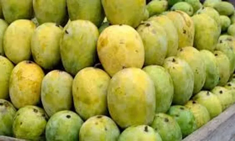 વધારે પ્રમાણમા કેરી ખાવા વાળા લોકો થઈ જાઓ સાવધાન.. સુગર લેવલ થઈ શકે છે હાઇ