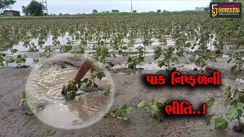 જુનાગઢ : વંથલીના ટીનમસ ગામે ખેતરોમાં ફરી વળ્યું વરસાદી પાણી, કપાસના પાકને મોટું નુકશાન...