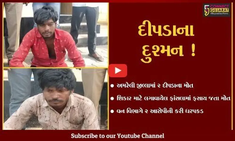 અમરેલી: મોણવેલ ગામની સીમમાં શાહુડીના શિકાર માટે લગાવેલા ફાંસલામાં બે દીપડા ફસાય જાતા મોત, 2 આરોપીની ધરપકડ