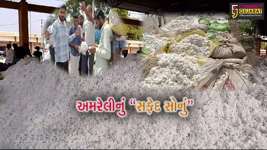 અમરેલી જિલ્લાની માર્કેટિંગ યાર્ડો કપાસથી છલોછલ ભરાય, પોષણક્ષમ ભાવો ન મળતાં ખેડૂતોમાં વસવસો...