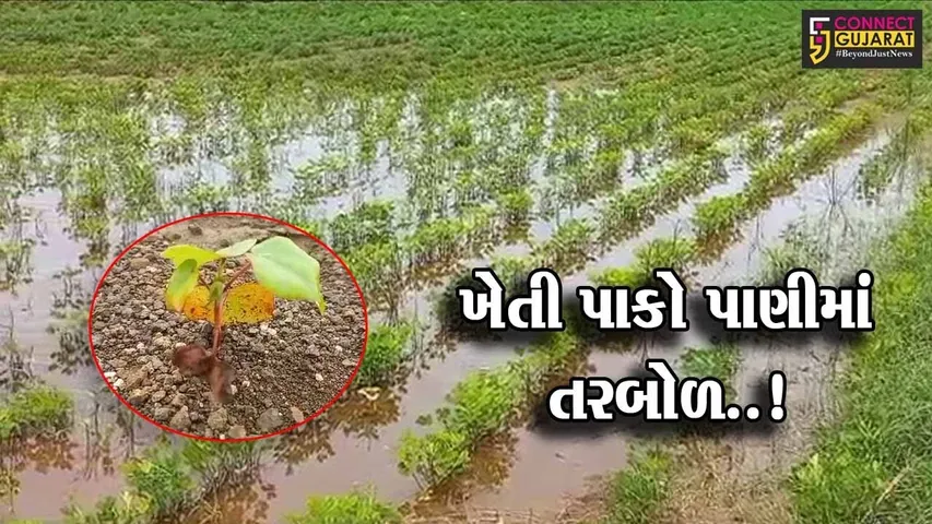 અમરેલી : લીલો દુષ્કાળ પડે તેવી સ્થિતિ વચ્ચે ખેડૂતોની હાલત કફોડી, અવિરતપણે 30 દિવસથી થઈ રહી છે મેઘમહેર..!