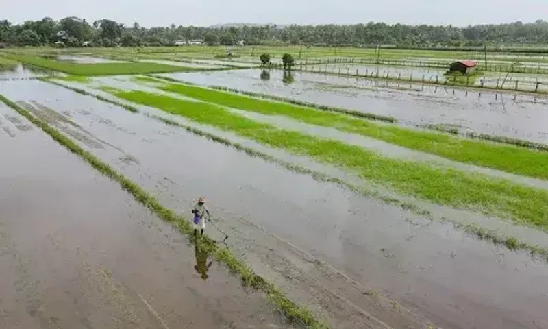 રાજ્યના 200થી વધુ તાલુકાઓમાં વરસ્યો કમોસમી વરસાદ, ખેડૂતોના પાકને ખૂબ જ મોટાપાયે થયું નુકસાન