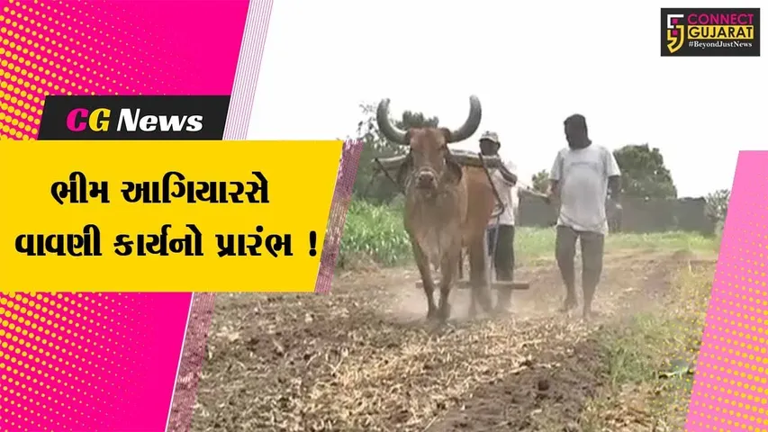 અમરેલી: ભીમ અગિયારસ નિમિત્તે ખેડૂતોએ વાવણી કાર્યના કર્યા શ્રી ગણેશ, કપાસની વાવણી શરૂ કરી