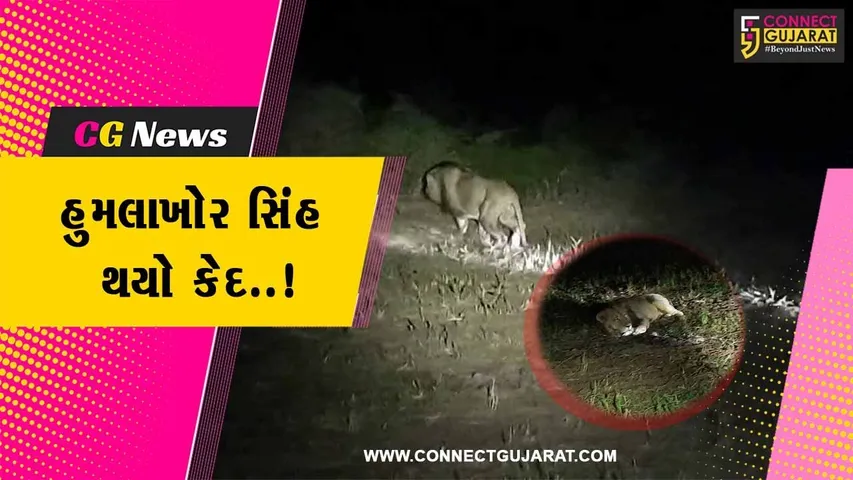અમરેલી : 5 વર્ષીય બાળકી પર હુમલો કરનાર સિંહને વન વિભાગે ટેન્ક્યુલાઈઝરથી બેભાન કરી પાંજરે પુર્યો…
