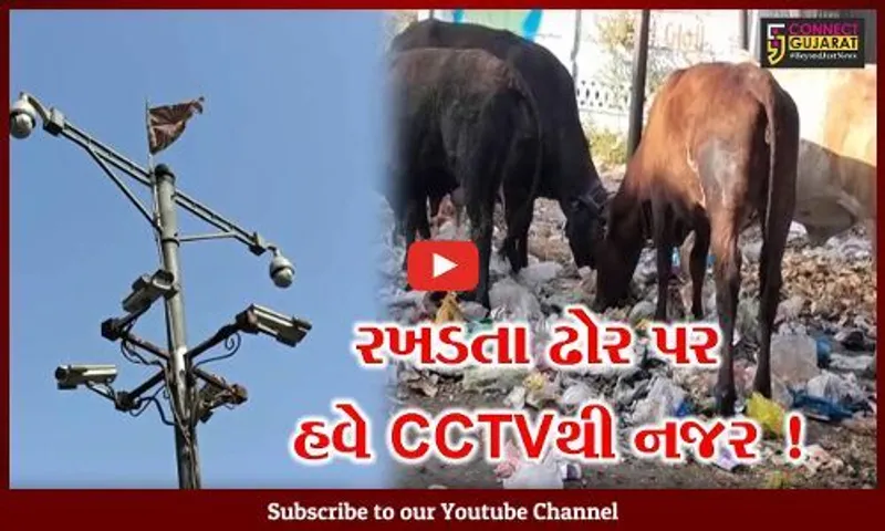 વડોદરા: પાલિકાએ પ્રથમવાર CCTVથી રખડતા ઢોરના ટેગ સ્કેન કરી તેના માલિકો સામે 9 પોલીસ કેસ કર્યા