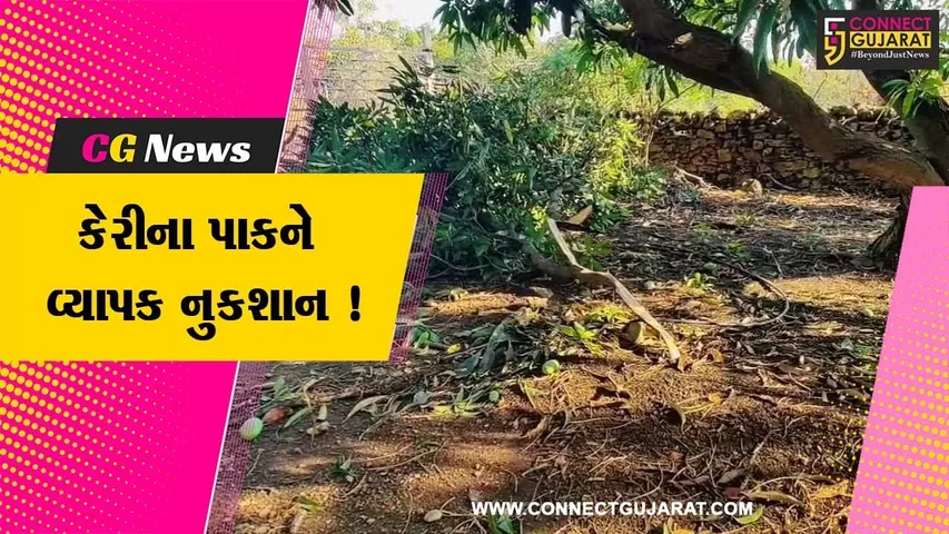 ગીરસોમનાથ: કમોસમી વરસાદના કારણે તલાલા પંથકની કેસર કેરીને વ્યાપક નુકશાન