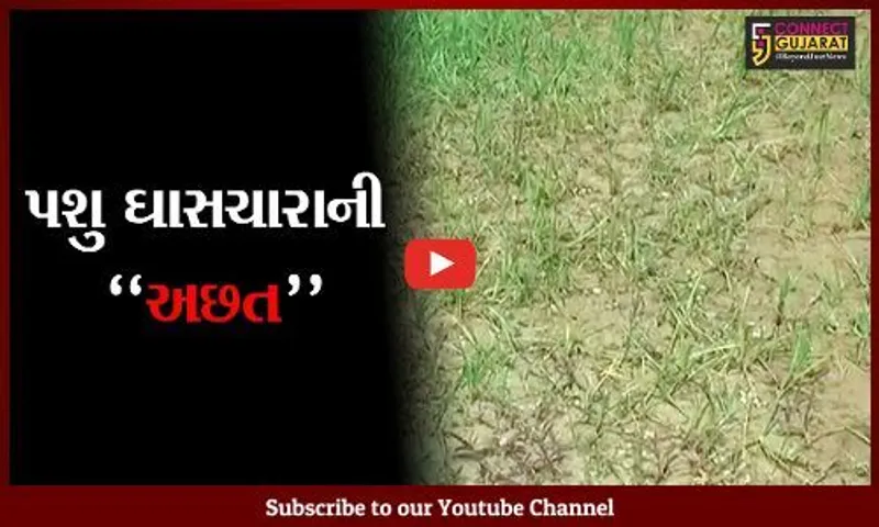 સાબરકાંઠા : આર્થિક ભીંસમાં આવ્યા પાંજરાપોળ સહિત ગૌશાળા, ગૌસેવા સંધ દ્વારા પાઠવાયું તંત્રને આવેદન