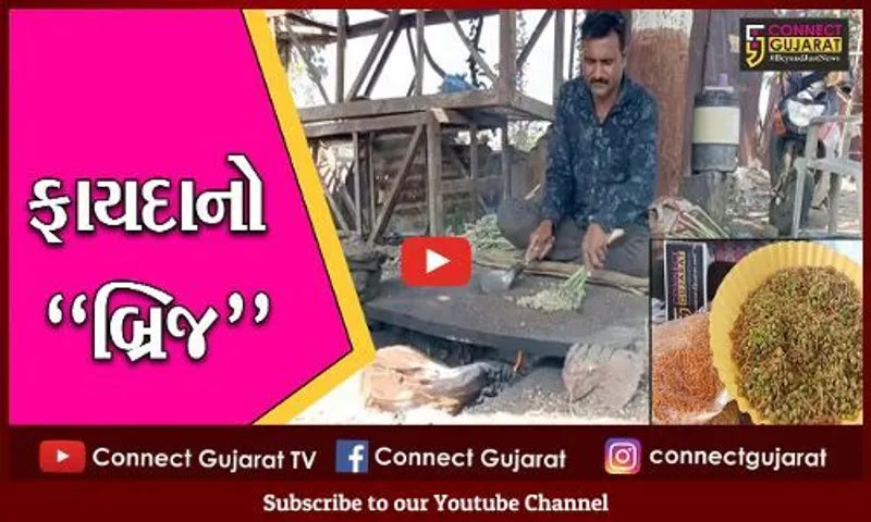 ભરૂચ : નર્મદા મૈયા બ્રિજથી ઉભી થઇ રોજગારીની નવી તકો, સ્થાનિકો ખુશખુશાલ