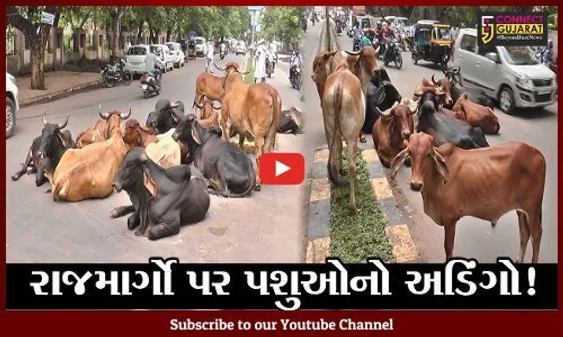 ભરૂચ: જાહેર માર્ગો પર રખડતા પશુઓનો જમાવડો, અકસ્માતની સેવાતી ભીતિ