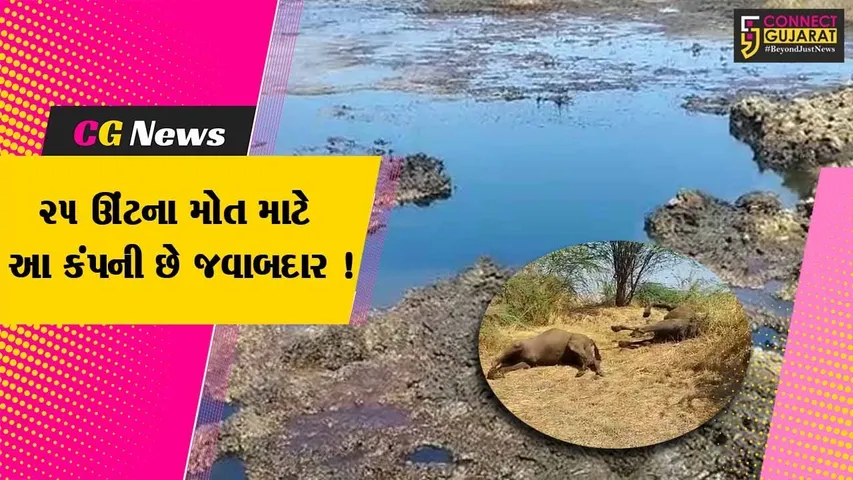 ભરૂચ: વાગરાના કચ્છીપુરા ગામે કેમીકલયુક્ત પાણી પીવાથી 25થી વધુ ઉંટના મોતનો મામલો,ONGCને ફટકારાયો રૂ.50 લાખનો દંડ