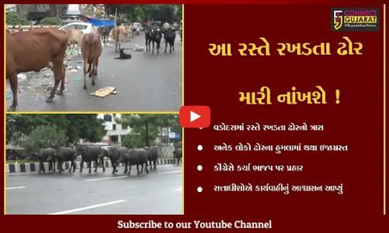 વડોદરા: રસ્તે રખડતા ઢોરનો ત્રાસ ક્યારે દૂર થશે? ભાજપ કોંગ્રેસ સામ સામે