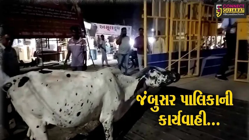 ભરૂચ : જંબુસરમાં નગરપાલિકા દ્વારા રખડતા પશુઓને પકડવાની કામગીરી, અન્ય પશુપાલકોમાં ફફડાટ