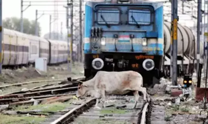 12 ગાય ટ્રેન નીચે કચડાઈ..! ગોધરાના વેગનપુર નજીક 12 ગાયો ટ્રેનની અડફેટે આવતા 9ના મોત